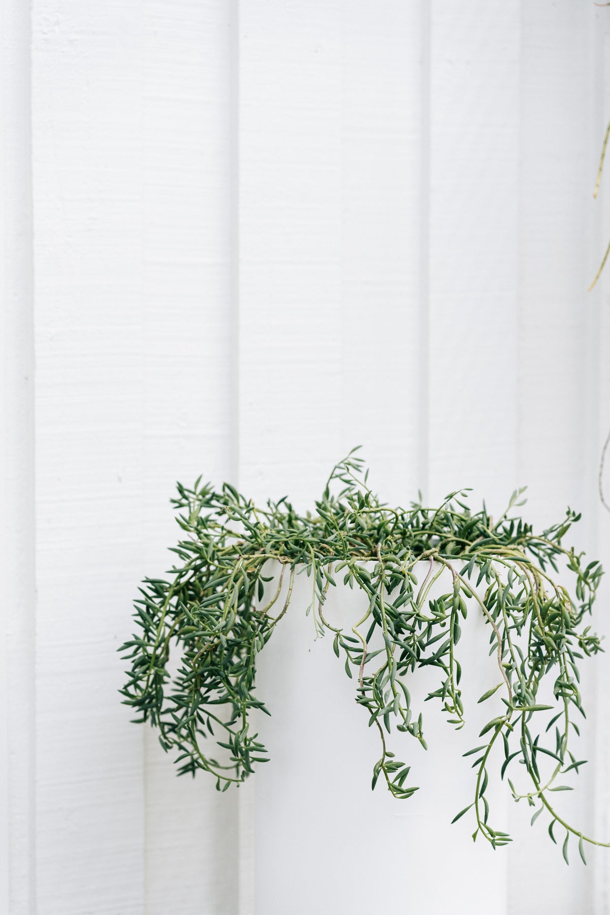 Cylinder Planter